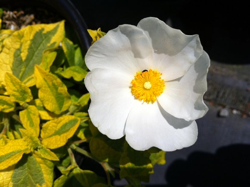 CISTUS x hybridus 'Mickie' | emerisa gardens